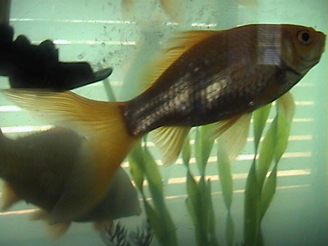 goldfish.JPG